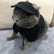 Кепка "TAILUP" для котов и собак Black Size S - изображение 4