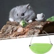 Гамак для хом'яка "Banana" Green - зображення 6