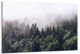Картина на холсте в гостиную / спальню Природа Ліс MLP_381 (80х160 см) - изображение 1