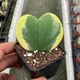 Хойя Kerrii variegata горшок ⌀6 - изображение 3