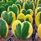 Хойя Kerrii variegata горшок ⌀6 - изображение 4
