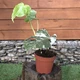 Monstera Deliciosa Alba variegata Монстера варієгатна, висота 40-50см, горщик 22" - зображення 1