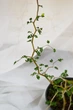 Софора Little Baby - ажурне дерево, горщик ⌀9, висота 30-40см - изображение 2