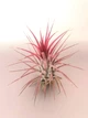 Тилландсия атмосферная Tillandsia, 15-25см - изображение 1