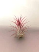 Тилландсия атмосферная Tillandsia, 15-25см - изображение 3