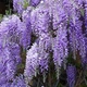 Саженцы Глицинии Аметист (Wisteria chinensis Amethyst) - изображение 1