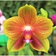 Орхидея (нецветущий подросток) TopDreams фаленопсис Phal 6708 Miro Sun Beauty 1.7 (мох) - изображение 1