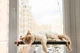 Лежаки Pet Joy Гамак на окно для кота brown+gray 1 шт (wbrown1gray) - изображение 5