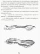 Сапієнси (9786170957764) - изображение 11