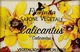 Мыло натуральное "Каликант" - Florinda Sapone Vegetale Calicantus 50g (375227-31104490) - изображение 1