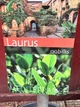 Лавр (Laurus) на штамбе, 90-100см, горщик ⌀21 - зображення 3