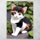 Плакат постер CupKit "Коты" №25 А4 21х29,7 см - изображение 1