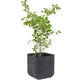 Горшок для цветов Keter Cube Planter M черный 230225 - изображение 3