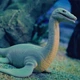Стретч-игрушка Морские доисторические хищники Legend of animals #sbabam 128/CN22 в виде животного - изображение 4