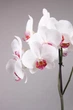 Орхідея (підліток зараз без квітів) TopDreams фаленопсис Phal. Charlotte 1, квіти 10,5 см, висота 60 см в розмірі 1.7 (торфстакан) - изображение 3