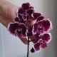 Орхидея (нецветущий подросток) TopDreams Phal 5021 Summer Breath, квіти 7 см, 1.7 (мох) - изображение 5