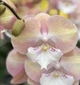 Орхидея (нецветущий подросток) TopDreams Phal N5303 Unicorn Єдиноріг біг ліп, квіти 10 см, 1.7 (мох) - изображение 2