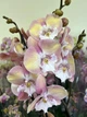 Орхидея (нецветущий подросток) TopDreams Phal N5303 Unicorn Єдиноріг біг ліп, квіти 10 см, 1.7 (мох) - изображение 9