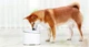Розумний питний фонтан для котів та собак Xiaomi Mijia Smart Pet (поїлка) - зображення 13