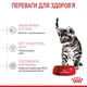 Сухой корм Royal Canin Kitten Sterilised для стерилизованных кошек возрастом от 6 до 12 месяцев 4 кг - изображение 2