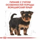 Сухий корм Royal Canin Yorkshire Junior для цуценят Йоркширських тер'єрів Купуй 1,5кг+500г у подарунок Royal Canin - изображение 2