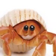 Фігурка Рак-відлюдник Safari Ltd 267529 - зображення 4
