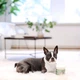 Успокаивающие витамины для собак Natural Dog Company Calming Supplement (90 шт в банке) - изображение 6