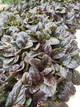 Живучка повзуча Атропурпуреа (Ajuga reptans Atropurpurea) поділка - зображення 4