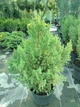 Ялівець китайський Stricta - зображення 1