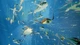 Abzu Xbox One Xs Ключ - зображення 5