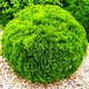 Саджанці Туї західної Даніка (Thuja occidentalis Danica) Р9 - зображення 1
