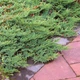 Саженцы Можжевельника горизонтального Вилтони&nbsp;(Juniperus horizontalis Wiltonii) Р9 - изображение 2