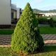 Саженцы Ели канадской Коника (Picea glauca Conica) Р9 - изображение 3
