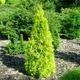 Саженцы Туи западной Голден Смарагд (Thuja occidentalis Golden Smaragd) Р9 - изображение 1