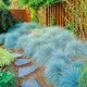 Саженцы Овсяницы Сизой (Festuca cinerea) Р9 - изображение 1