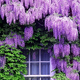 Саженцы Глицинии Макростахия Блю Мун (Wisteria macrostachya Blue Moon) - изображение 1