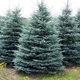 Саженцы Ели колючей голубой Кейбаб (Picea pungens Glauca Kaibab) Р9 - изображение 4