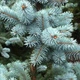 Саженцы Ели колючей голубой Маджестик Блю (Picea pungens Glauca Majestic Blue) Р9 - изображение 2