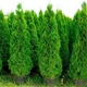 Саженцы Туи западной Брабант (Thuja occidentalis Brabant) Р9 - изображение 2
