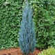 Саджанці Ялівцю скельного Блю Арроу (Juniperus scopulorum Blue Arrow) С2 - зображення 3