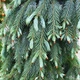 Саженцы Ели Энгельмана (Picea engelmannii) Р9 - изображение 1