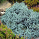 Саженцы Можжевельника китайского Блю Альпс (Juniperus chinensis Blue Alps) Р9 - изображение 8