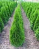Саженцы Туи западной Смарагд (Thuja occidentalis Smaragd) Р9 - изображение 3
