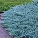 Саженцы Можжевельника горизонтального Блю Чип&nbsp;(Juniperus horizontalis Blue Chip) Р9 - изображение 1