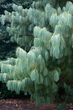 Сосна Арманда семена (10 шт) (Pinus armandii) белая китайская кедровая сосна Армана - изображение 7
