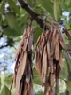 Ясень белоцветный семена (20 шт) (Fraxinus ornus) белый манный или манновый - изображение 4