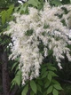 Ясень белоцветный семена (20 шт) (Fraxinus ornus) белый манный или манновый - изображение 5