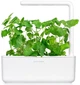 Wkład wymienny Click&Grow Kocimiętka 3 kapsułki (4742793007465) - obraz 4