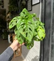 Монстера Адансона / Monstera Adansonii 40 см висота 778 - изображение 2