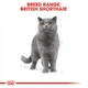 Сухий корм Royal Canin British Shorthair Adult для британських короткошерстих котів 8+2 кг - зображення 3